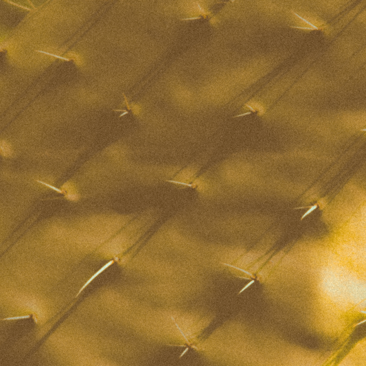 Holistic Beauty, Inspired by Mexican Tradition